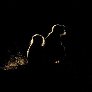 Langur Monkeys