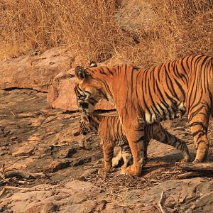 Noor with cub