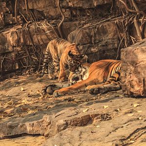 Noor with one of the cubs - she has 3 of them