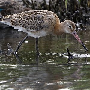 Black-tailed Godwit - Marshside - 12-09-2016 - 1