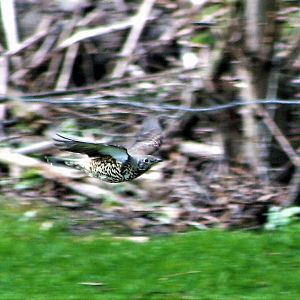 Mistle Thrush Flying