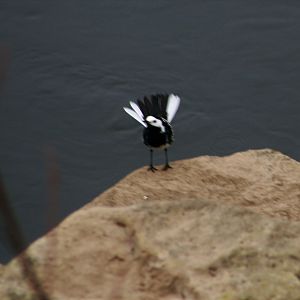 Pied Wagtail Fanning