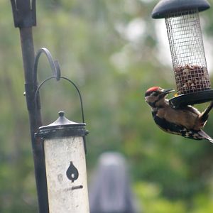 Greater Spotted Woodpecker