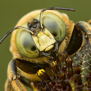 Carpenter Bee