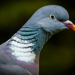 Wood Pigeon (Columba Palumbus)