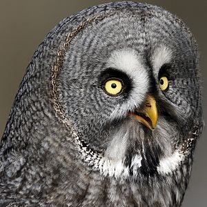 Great Grey Owl 1 - Resized