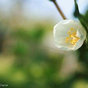 Jasmine blossom