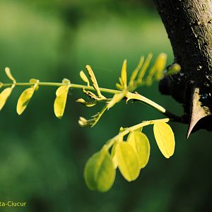 Acacia sprout