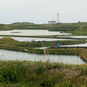 oyster farm