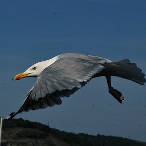 raise landing gear