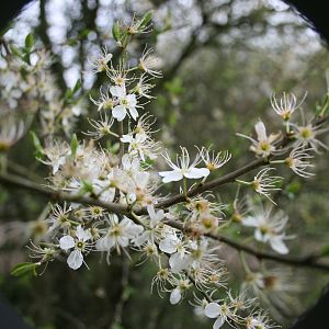 through the looking glass