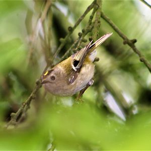 cheeky goldcrest