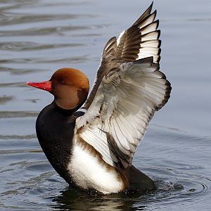 Red-crested Pochard - 13-03-2016 - 1