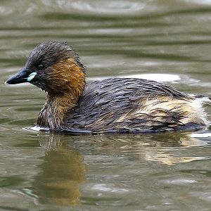 Little Grebe - Male - Sefton Park - 06-04-2017a