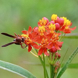 Butterfly garden 4