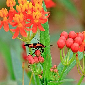 Butterfly garden 3