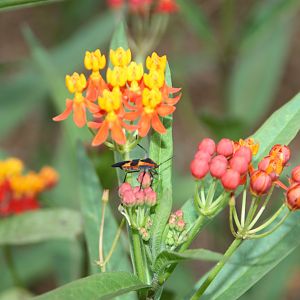 Butterfly garden 2