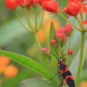 Butterfly garden 1