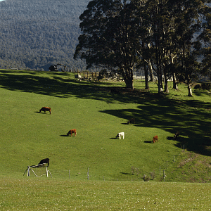 Livestock Collinsvale Road