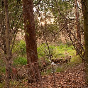 Woodland Behind My Home