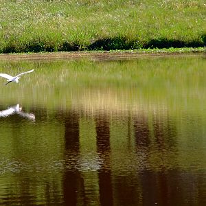 Egrets pond