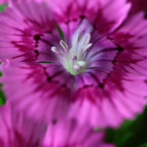 Intense Colors on Purple Flower