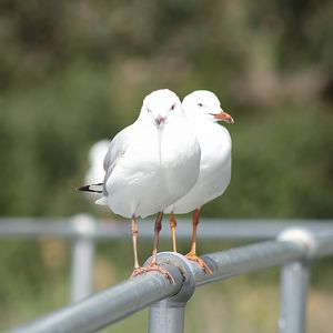 2 Friends Checking Out The Chicky Babe Situation