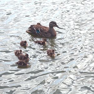 Pacific Black Ducks