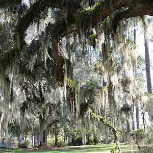 Donelley WMA, Green Pond, South Carolina