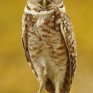 Burrowing Owl