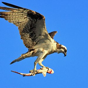 Osprey caught a shark.