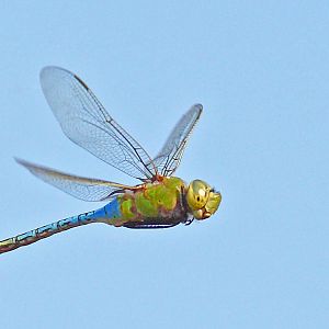 Dragonfly