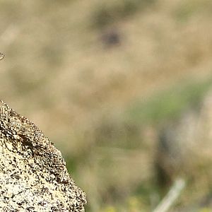 Spiny Granite Lizard