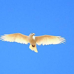 Albino Red-tail Hawk