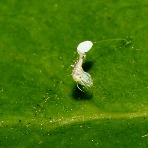 A Ladybug Larvae Hatching.