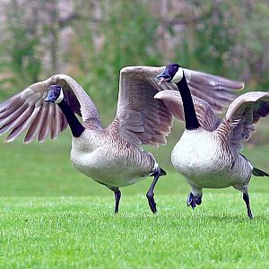 Canada Goose