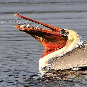 California Brown Pelican