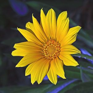 Gazania