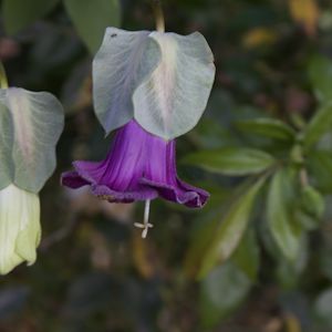 Berkeley Botanical Garden