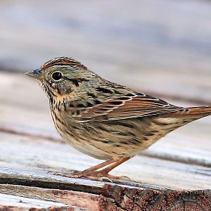 Lincoln's Sparrow