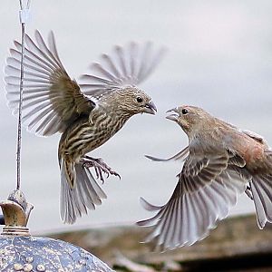 House Finches