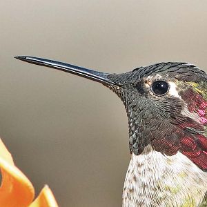 Hummingbird...a portrait.