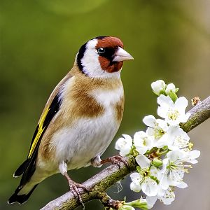 Goldfinch