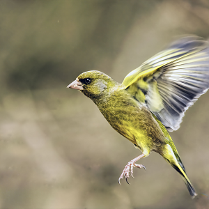 Greenfinch