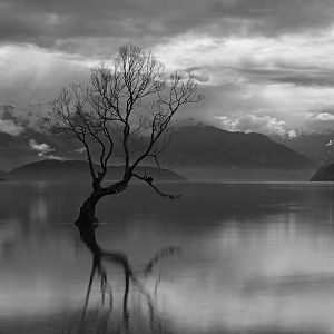 Wanaka Tree Mono