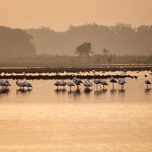 Thol Lake Bird Sanctuary, Gujarat, India