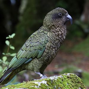 Kea