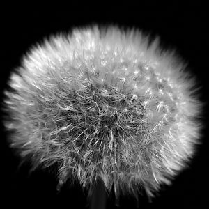 Dandelion.