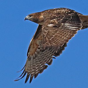 Red-tailed Hawk