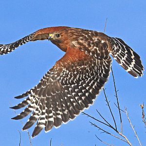 Red-shouldered Hawk